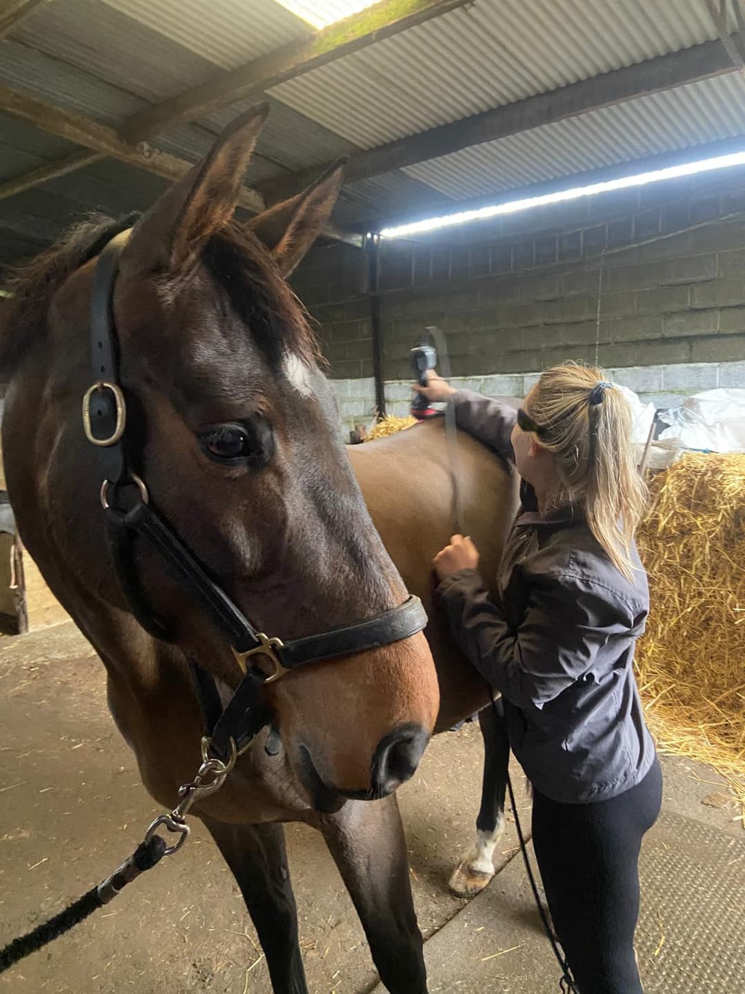 Horse Follow up Session