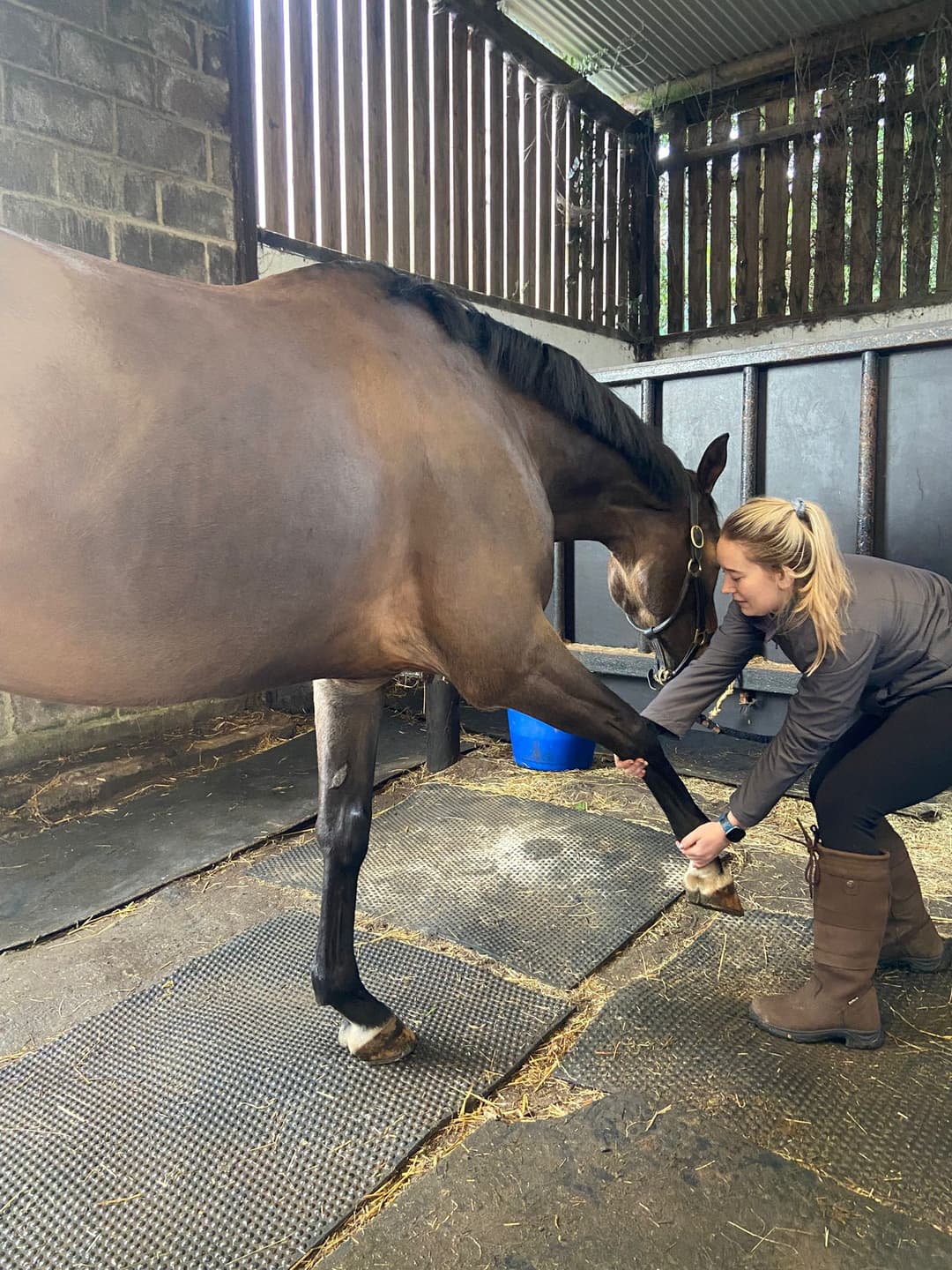 Horse Initial Assessment