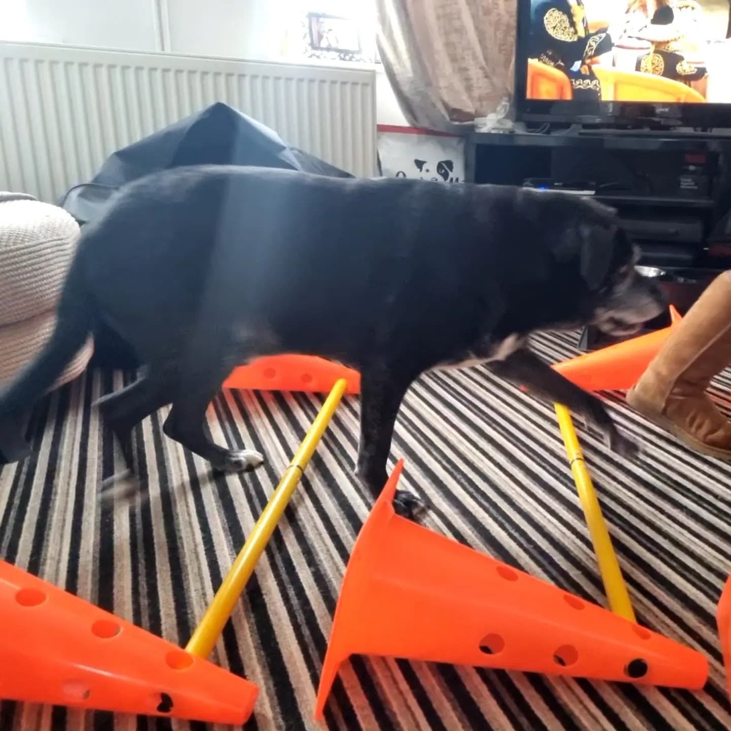 Canine Follow up Session