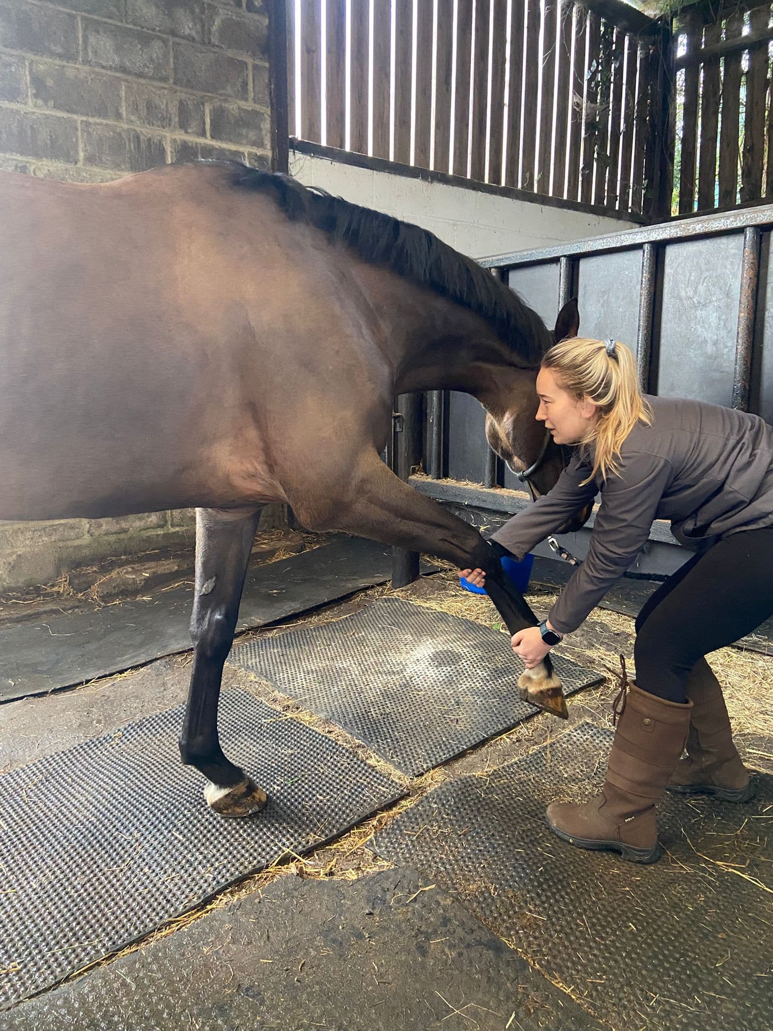 Equine Initial Assessment