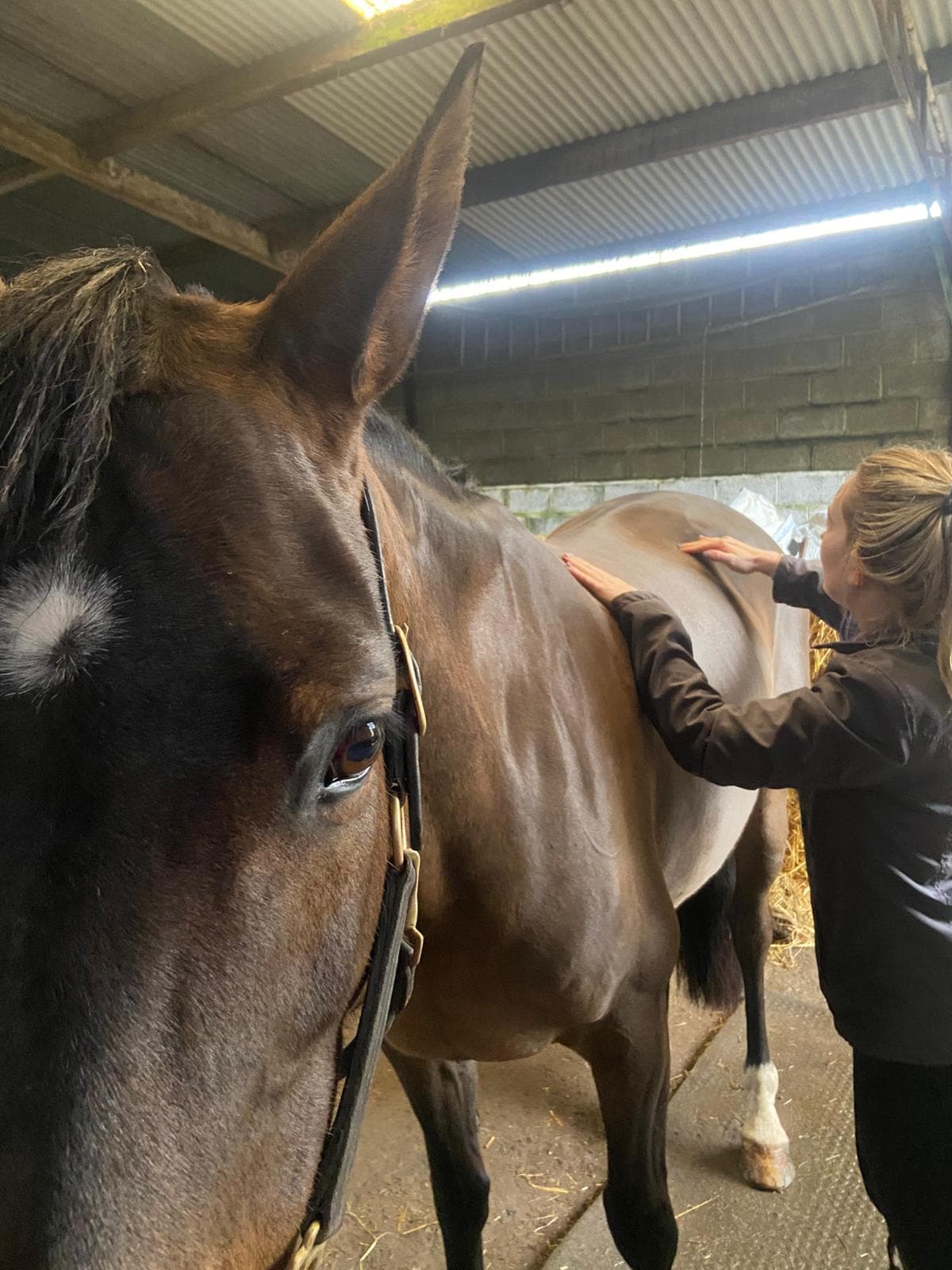 Equine Follow up Session